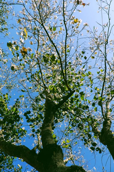 Indah Bauhinia variegata bunga mekar di bawah langit biru i — Stok Foto