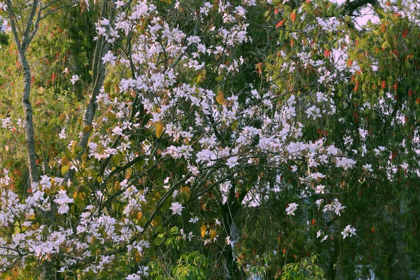 푸른 잎 위에 피는 아름다운 흰색의 바우히니아 계피 타 꽃 — 스톡 사진