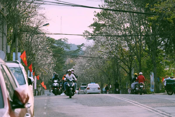 Rij van witte bloem boom bloeien langs straat, mooie Bauhinia — Stockfoto