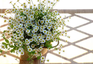 Amazing shape, curve from white Tana daisy flower pot with long 