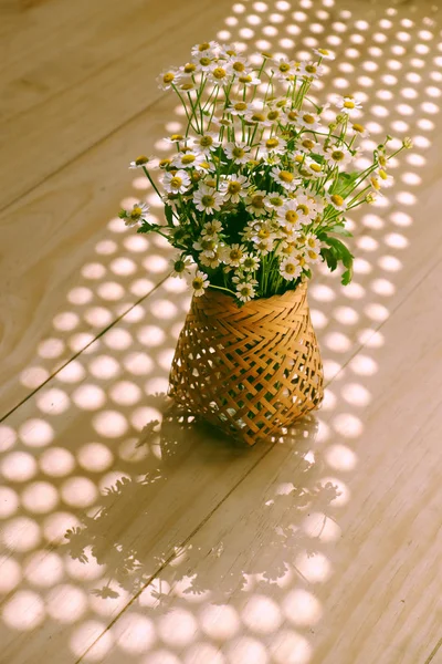 Forma incrível, curva de panela de flor branca Tana margarida com longo — Fotografia de Stock