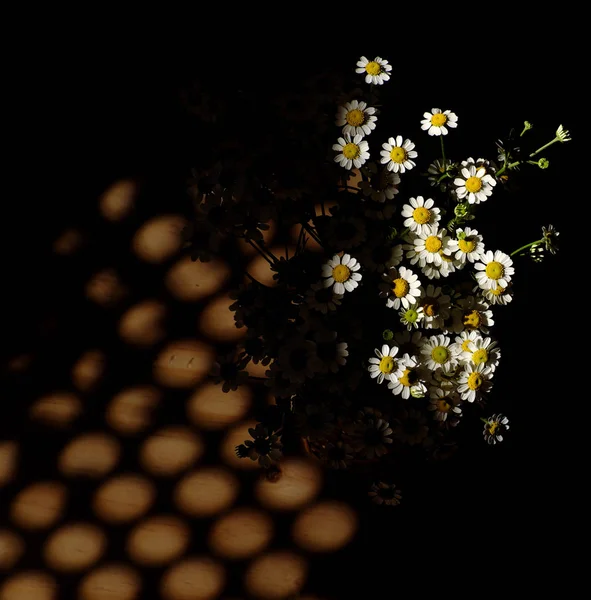Forma incrível, curva de panela de flor branca Tana margarida com longo — Fotografia de Stock