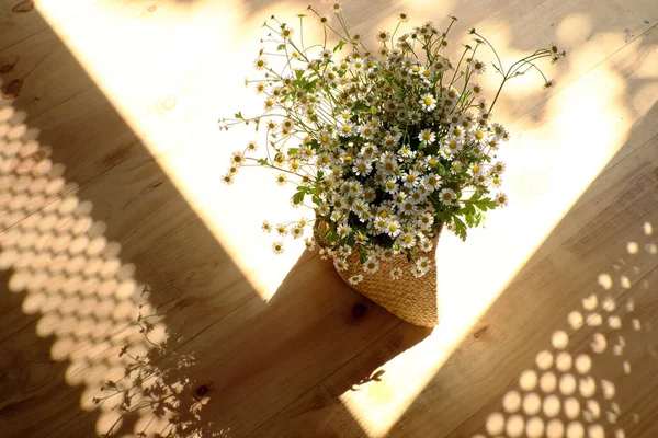 Forma Incrível Curva Vaso Flor Margarida Branca Com Longa Sombra — Fotografia de Stock