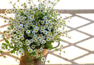 Amazing shape, curve from white daisy flower pot with long oblique shadow on wooden for home decor, Tana flora with small petal in evening sunlight in blooming