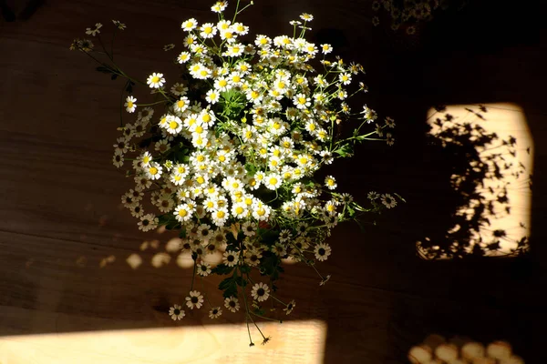 Forma Incrível Curva Vaso Flor Margarida Branca Com Longa Sombra — Fotografia de Stock