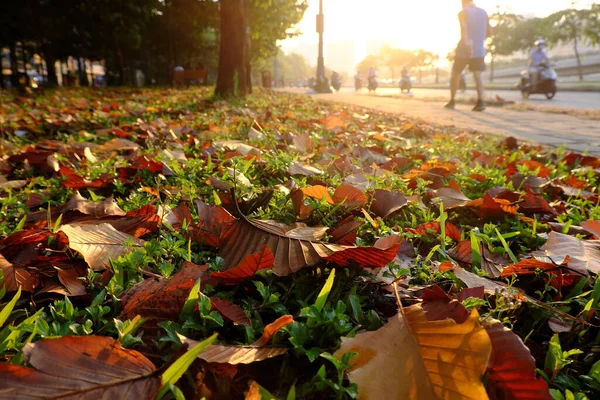 Wunderbare Szene Frühen Morgen Park Mit Blättern Von Bäumen Fallen — Stockfoto