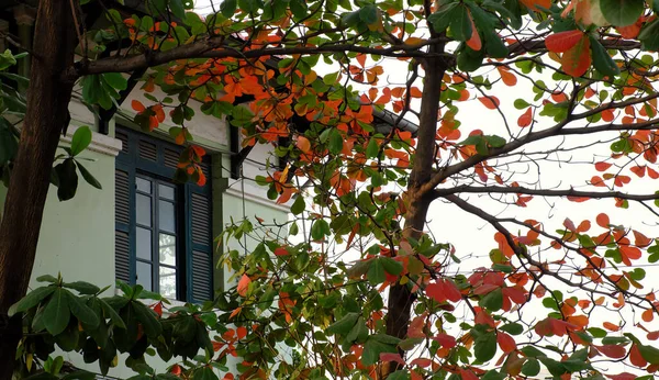 Villa Con Terminalia Catappa Árbol Frente Ventana Madera Ciudad Chi — Foto de Stock