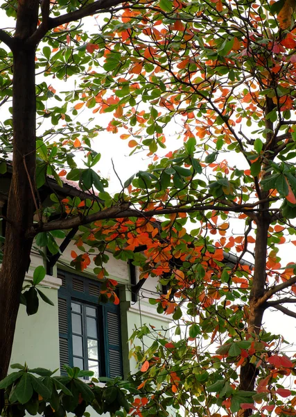 Villa Dengan Terminalia Pohon Catappa Depan Jendela Kayu Chi Minh — Stok Foto