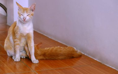Sahne anne kedisi kedi için emziriyor, sevimli kedi yavrusu ve turuncu kürklü miyavlıyor.