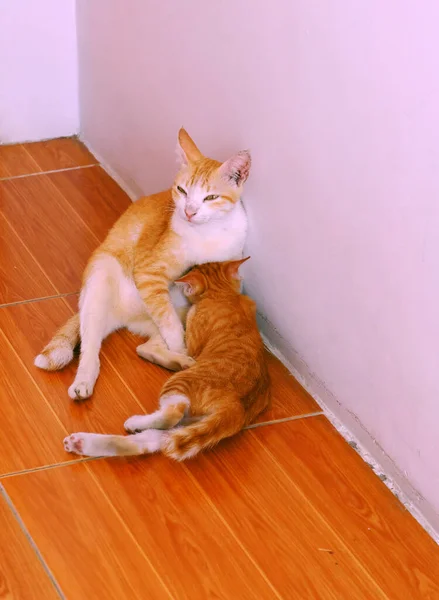 Cena Mãe Gato Amamentação Para Gatinho Gatinho Bonito Miau Pele — Fotografia de Stock