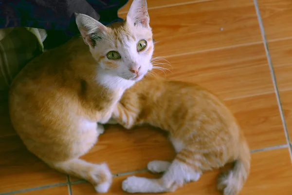 シーンお母さん猫授乳のために子猫 かわいいです子猫とMeowでオレンジ毛皮 — ストック写真