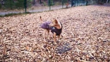 Kırmızı köpek köpekler için özel bir ağılda yürüyor. Kışın giyinmiş güzel akıllı köpek, temiz havada yürüyor..