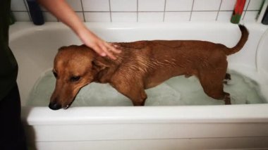 Kırmızı köpek banyoda yıkanır. Duştaki komik ıslak köpek. Köpekler için özel şampuanlar ve saç kremleriyle evcil hayvanınızı yıkıyorsunuz..