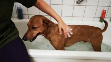 Kırmızı köpek banyoda yıkanır. Duştaki komik ıslak köpek. Köpekler için özel şampuanlar ve saç kremleriyle evcil hayvanınızı yıkıyorsunuz..