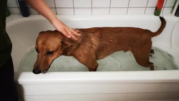 Lavaggio Dei Cani Rossi Bagno Divertente Cane Bagnato Sotto Doccia — Video Stock