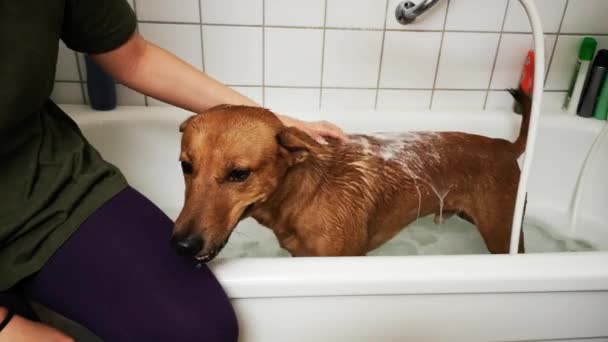 红狗在浴室里洗澡 淋浴间里有趣的湿狗 用特制的洗发水和护发素为狗清洗宠物 — 图库视频影像