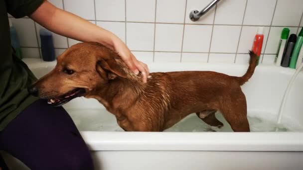 赤い犬がバスルームで洗っています シャワーで変なぬれた犬 犬用の特別なシャンプーとコンディショナーでペットを洗う — ストック動画