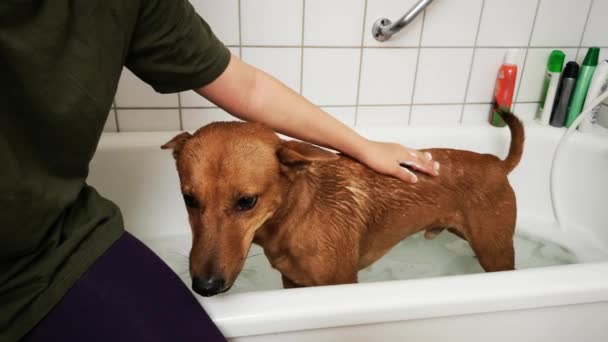 Rode Hond Wassen Badkamer Grappige Natte Hond Onder Douche Huisdier — Stockvideo