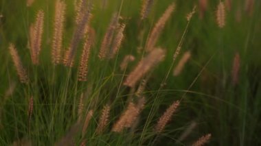 Pennisetum Setaceum - Çeşme Çimeni