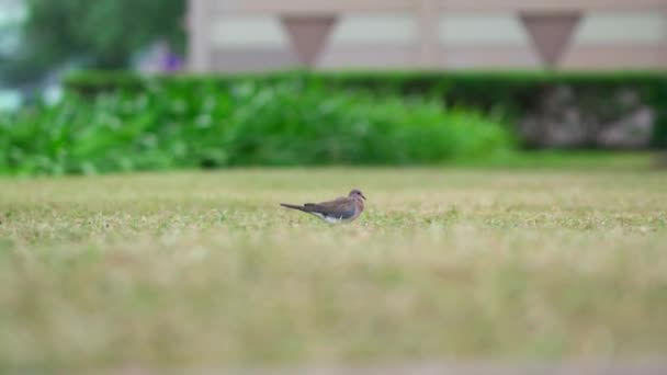 Lachende Duif Zoek Naar Voedsel Grond — Stockvideo