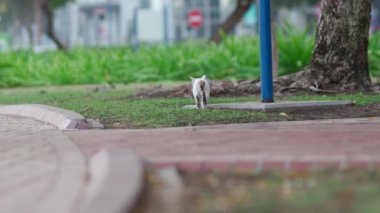 Kedi Kuş Avlamaya Çalışıyor