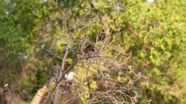 Bulbul Bird Dry Tree — стоковое видео