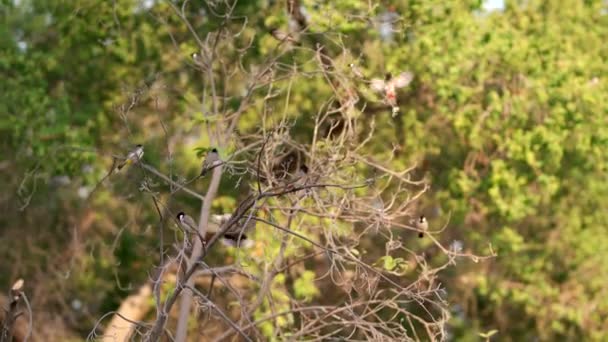 Bulbul Fågel Torra Träd — Stockvideo