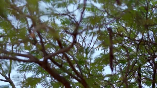 Common Myna Bird Tree — Stock video