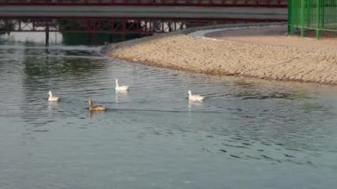 Gölde Yüzen Ördek