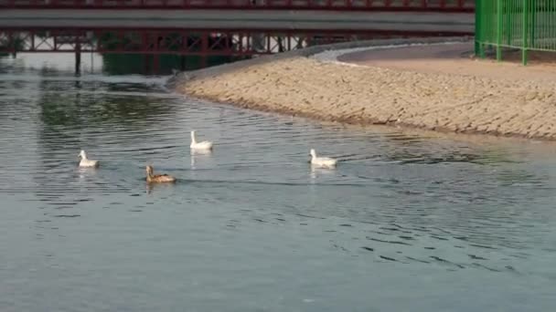 Pato Nadando Lago — Vídeo de stock