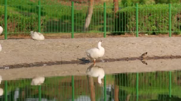 Duck Limpeza Seu Corpo — Vídeo de Stock