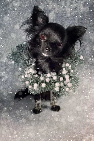 Chiwawa Christmas poster — 图库照片#