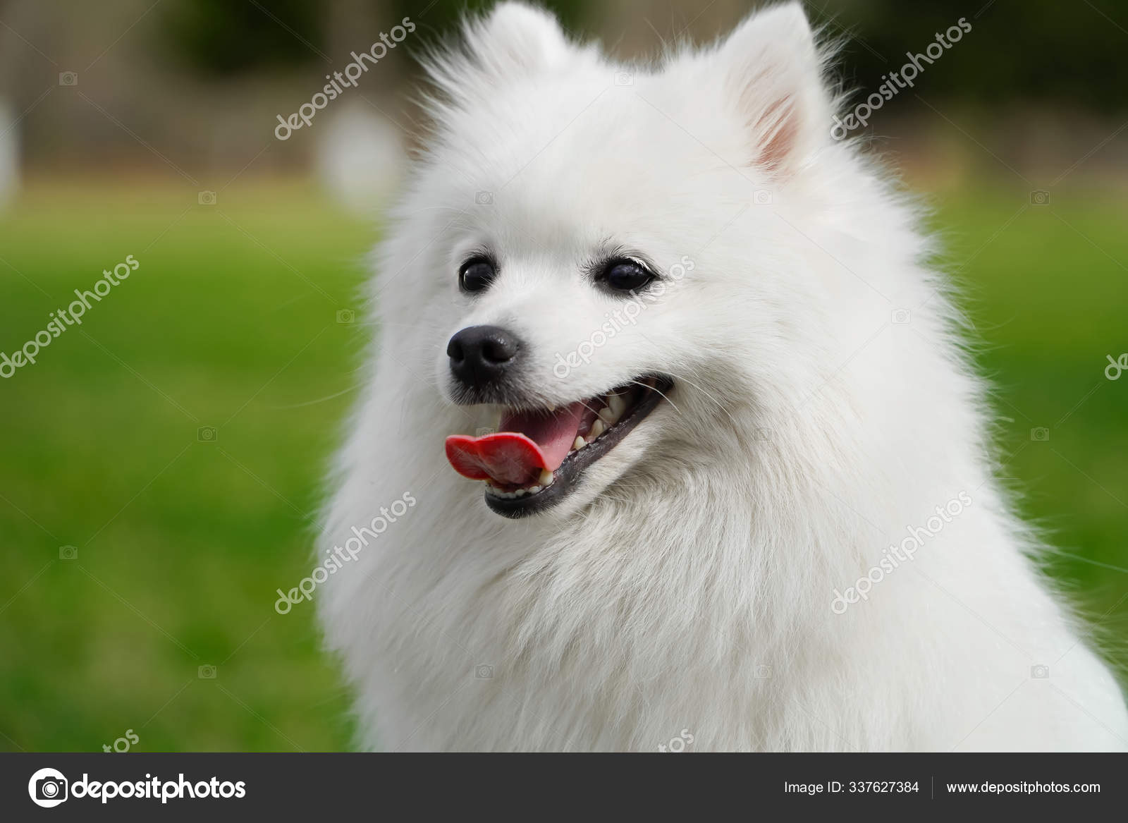 Portrait Of Cute Fluffy White Japanese Spitz Dog Sitting On The Spring Meadow Happy Smiling Purebred Japanese Spitz Shot Outdoors On Green Grass Background Stock Photo By C Alavanta Portrait Of Cute Fluffy White Japanese Spitz Dog Sitting On The Spring Meadow Happy Smiling Purebred Japanese Spitz Shot Outdoors On Green Grass Background Stock Photo By C Alavanta