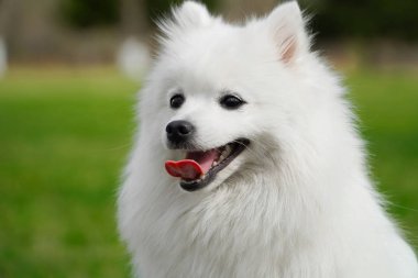 Bahar çayırında oturan sevimli tüylü beyaz Japon köpeğinin portresi. Mutlu gülümseyen safkan Japon spitz 'i yeşil çimlerin üzerinde çekiliyor..