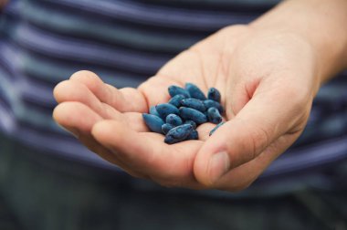 Bir avuç olgun ve taze mavi hanımeli böğürtleni adamın elinde. Bahçede çekilmiş yakın çekim görüntüsü. Woodbine meyveleri köyün eko çiftlik konseptinde yetişir..