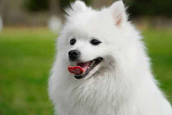 Портрет милий пухнастий білий японський шпіц собаки, що сидить на весняному лузі. Щасливий усміхнений чистокровний японський шпіц знятий на відкритому повітрі на фоні зеленої трави . — стокове фото