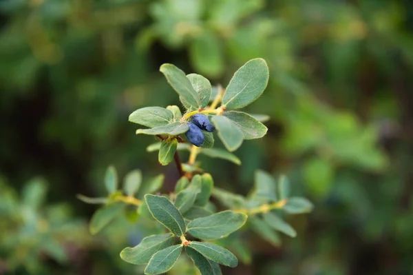 Um ramo de madressilva azul crescendo em um jardim. Bagas de Woodbine cultivadas no conceito de fazenda ecológica da aldeia . — Fotografia de Stock