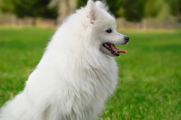 Пушистая белая собака с длинным мехом сидит на зеленой траве. Чистый японский шпиц в парке, сельской местности, поле или луг глядя вдаль . — стоковое фото