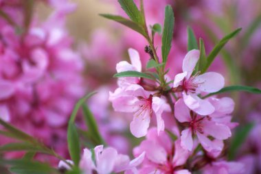 Sakura kiraz çiçekleri yaklaşır, pembe dallar açar bahar mevsiminde..