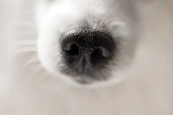 Dog nose extreme close-up. Macro shot of cute fluffy white japanese spitz dog. Selective focus on nose texture. — Stock Photo, Image