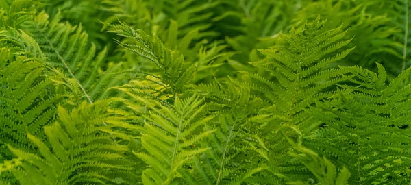 Beautiful fern leaves green foliage vegetative background or banner. Ferns jungles tropical floral backdrop. Vibrant ferns close up with bokeh in nature forest. Blurred greenery, botany concept.