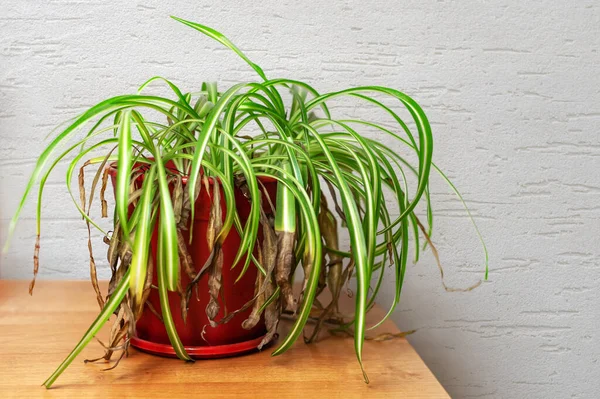 Shriveled plant, Chlorophytum with withered yellowed leaf tips in a plastic pot. Dying spider plant.