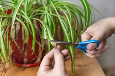 Hands cutting off withered leaf tips with scissors. Shriveled plant, flower Chlorophytum. Renewal of spider plant. clipart