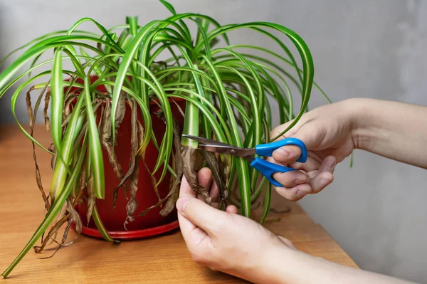 Las Manos Cortan Las Puntas Las Hojas Marchitas Con Tijeras — Foto de Stock