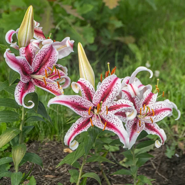 Oriental Lily flores mareadas que crecen en el jardín de verano de cerca disparo sobre un fondo verde suave . Fotos De Stock