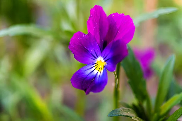 Flores de viola púrpura. Pantaletas en el jardín de cerca, enfoque selectivo . Imágenes De Stock Sin Royalties Gratis