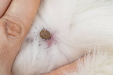 Hayvan kürküne ixodid kenesi yakın çekim. Dermacentor kenesi evcil hayvana saldırıyor. Tehlikeli parazit böceği, beyin iltihabı taşıyıcısı, Lyme hastalığı, köpek piroplazması, babesioz. Beyaz kürklü, kopyalanmış boşluk.