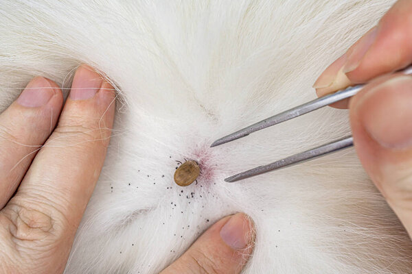 Human hands removing dog tick with silver pliers. Hard dermacentor tick sucked to pet skin. Dangerous insect, carrier of encephalitis, Lyme disease, dog piroplasmosis, babesiosis. Mite on animal fur.