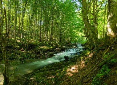 Nehir ormandan geçer.