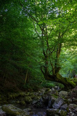 Nehir ormandan geçer.